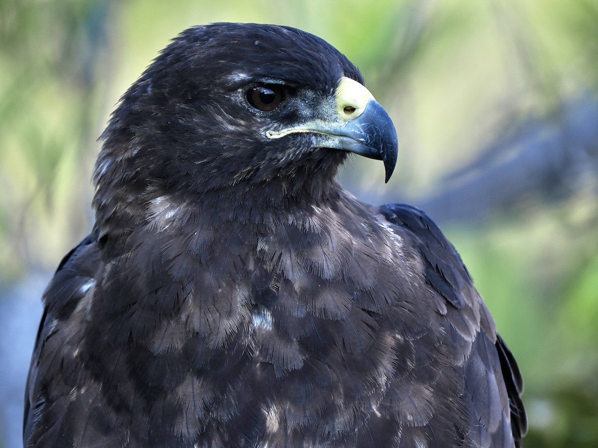 Galapagos Hawk - Gabriel Willow