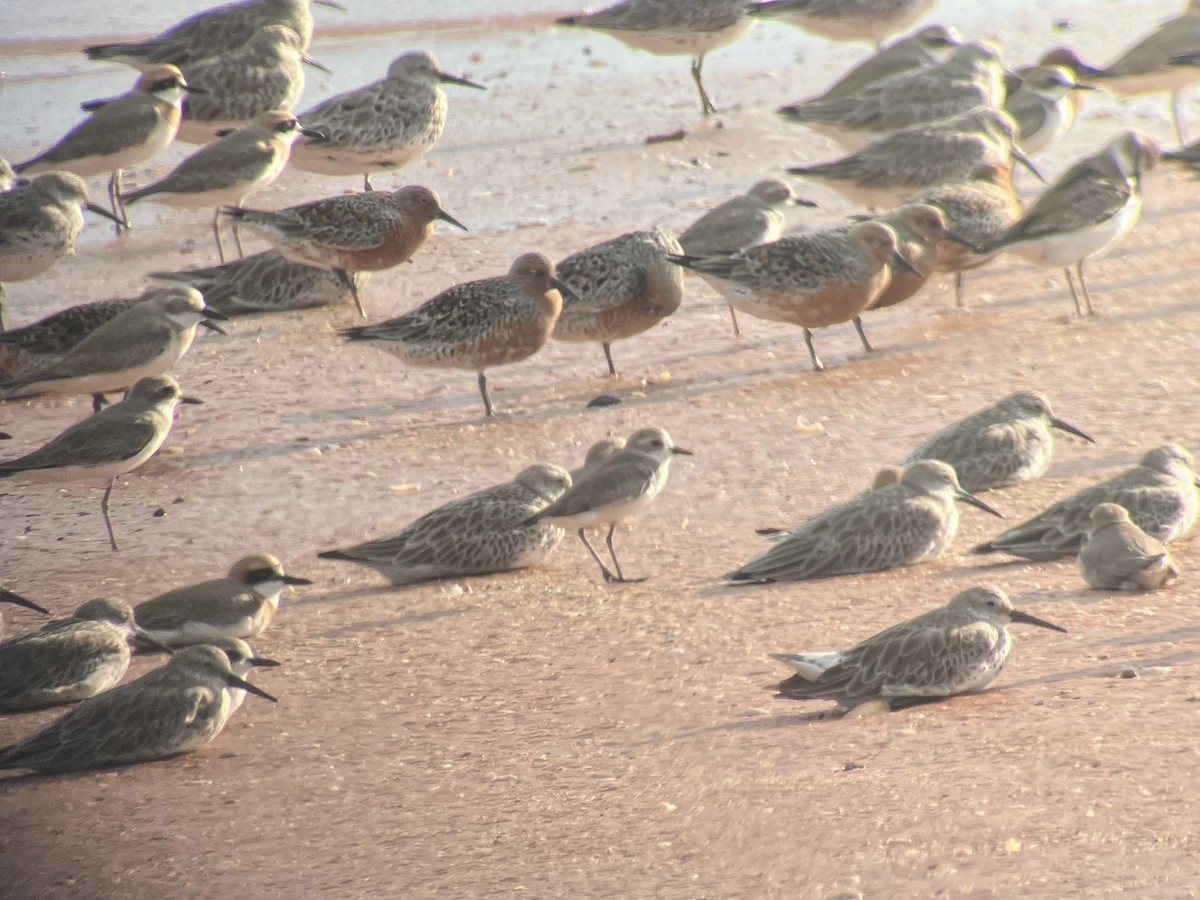 Tibetan Sand-Plover - ML616881987