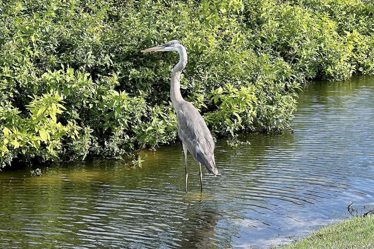 Great Blue Heron - Bobbie Elbert