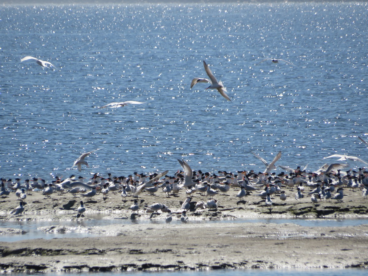 Elegant/Royal Tern - ML616882017