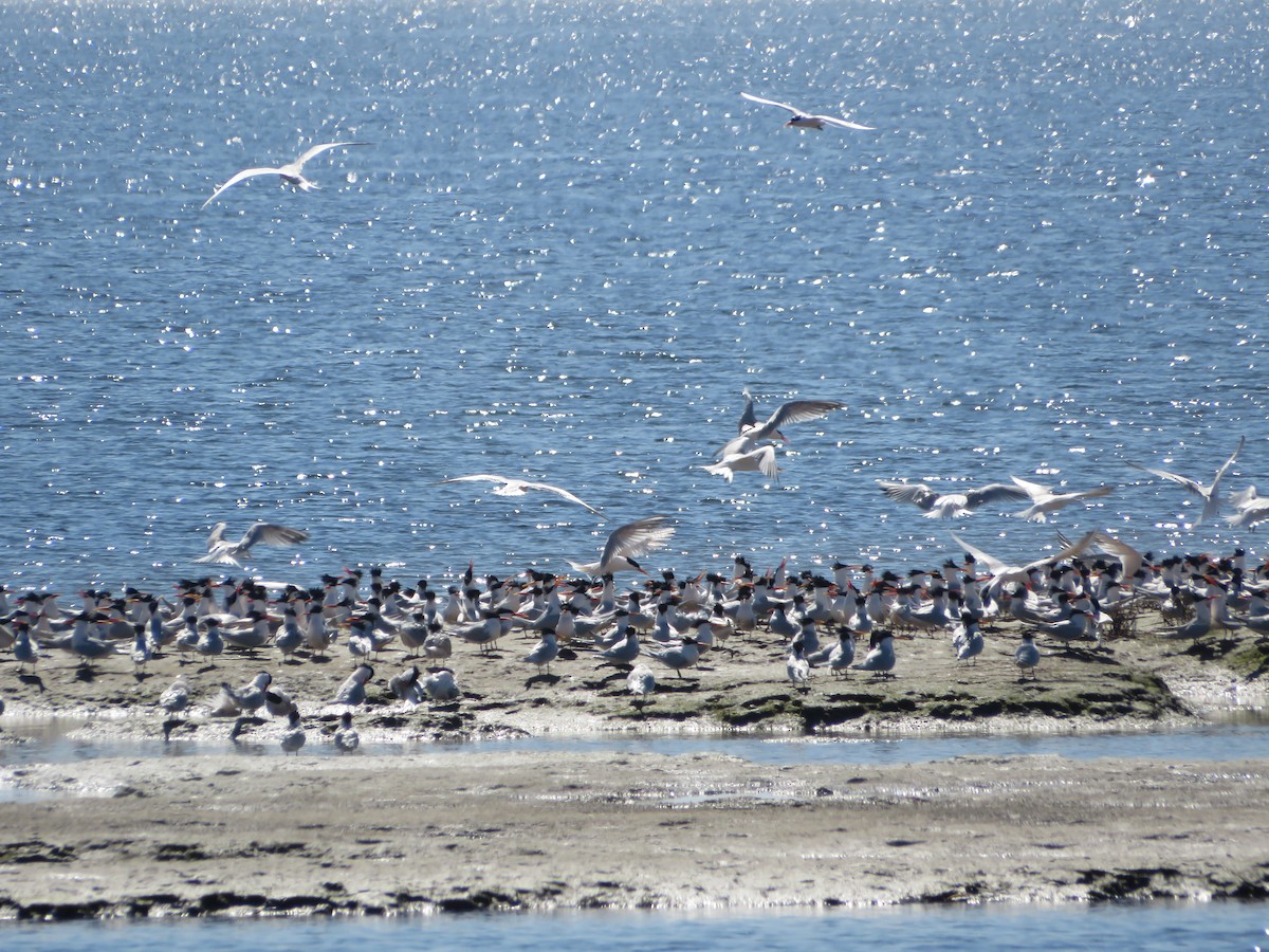 Elegant/Royal Tern - ML616882018