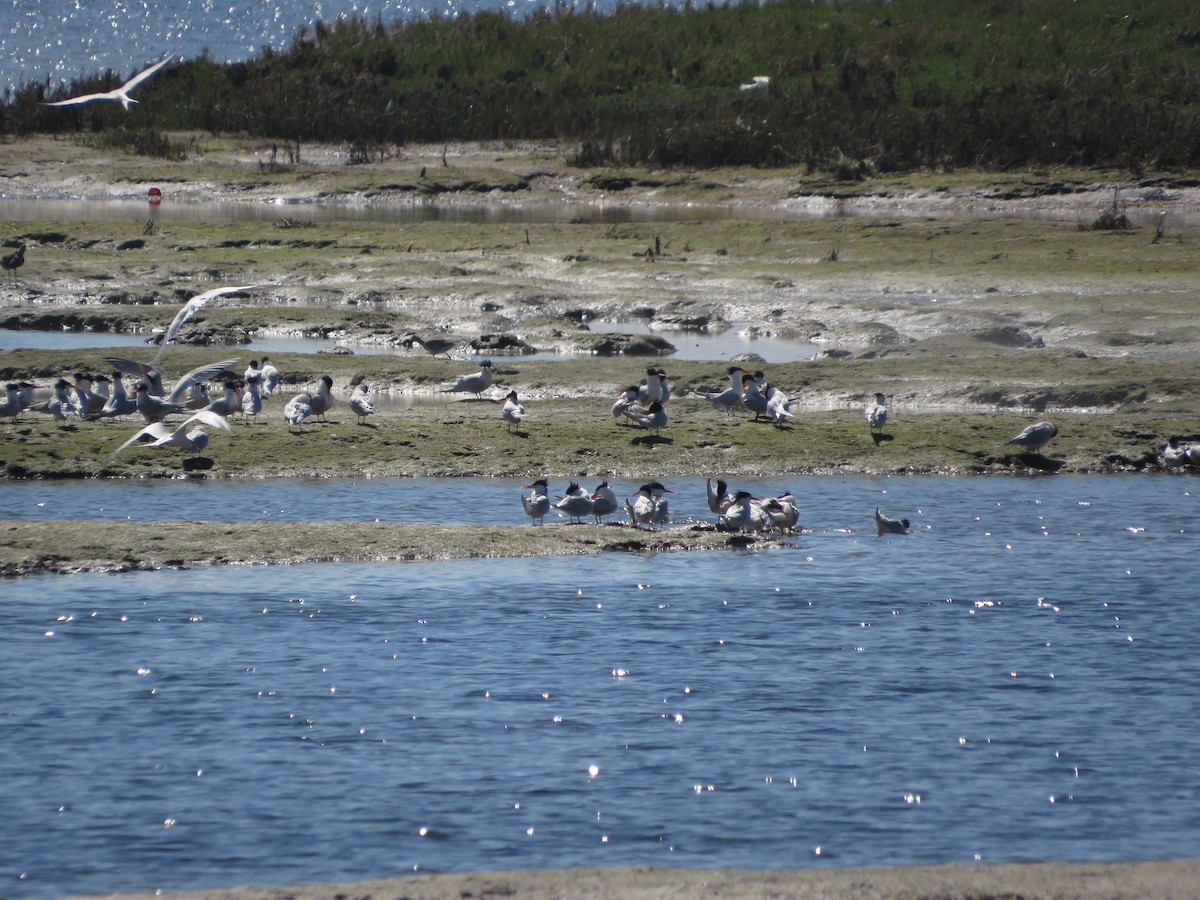 Elegant/Royal Tern - ML616882019