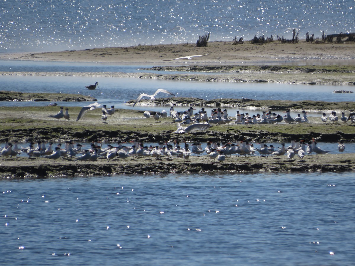 Elegant/Royal Tern - ML616882020