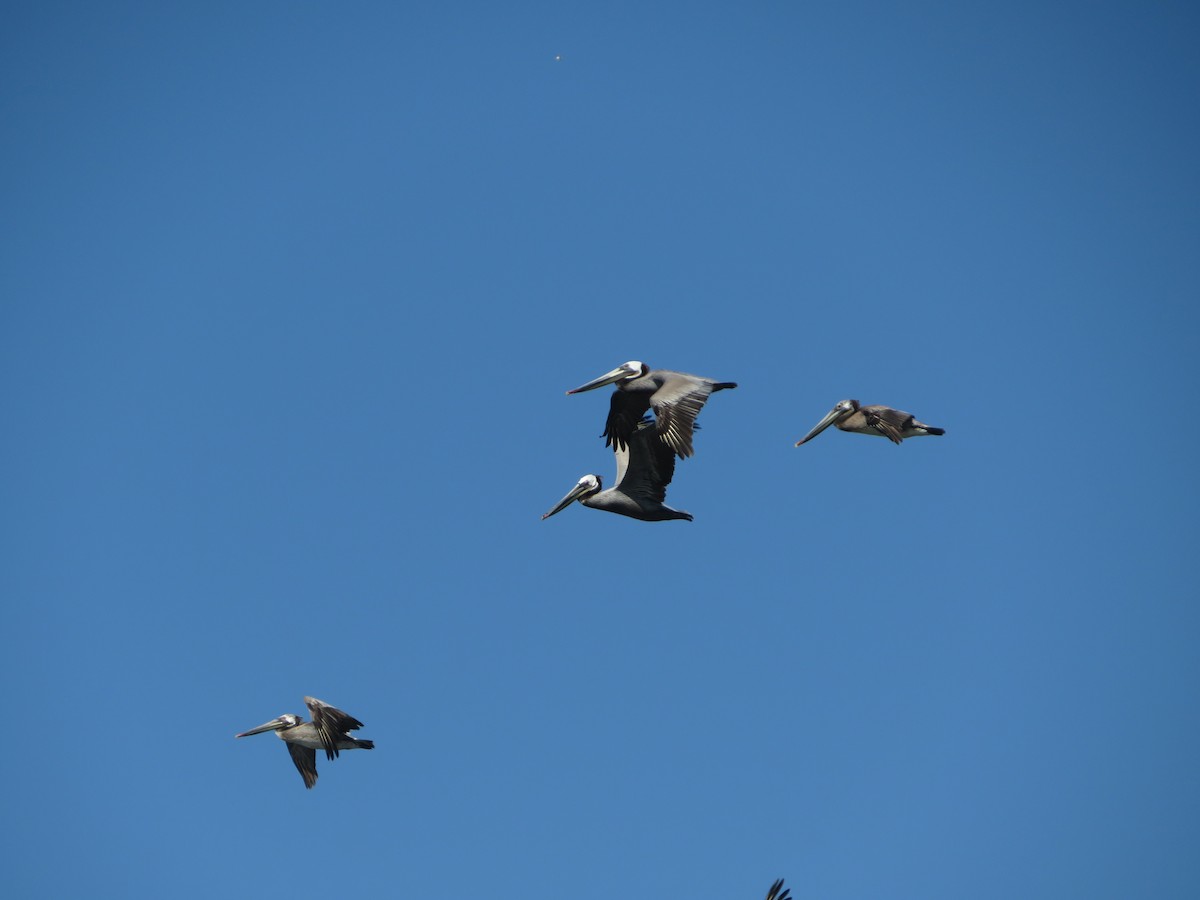 Brown Pelican - ML616882029