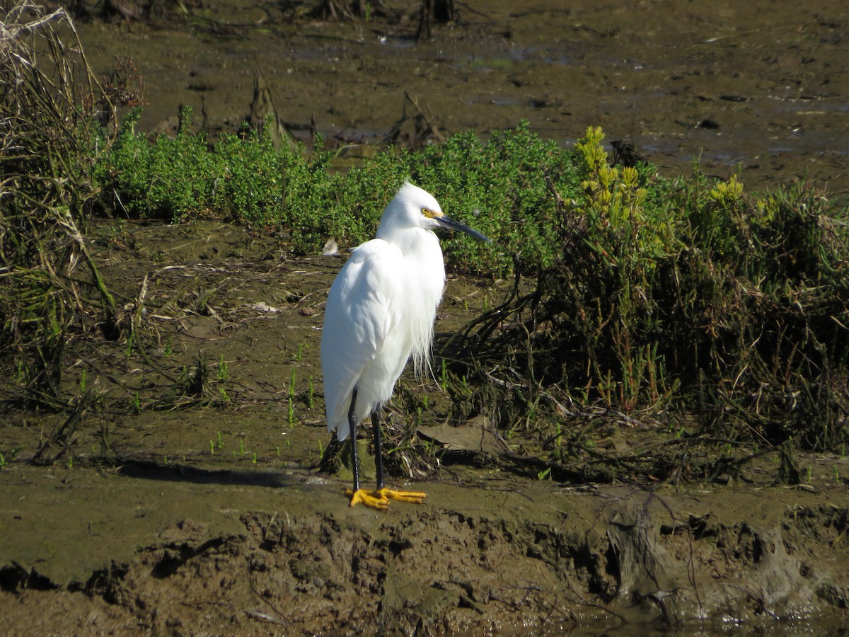 Snowy Egret - Carmelito Guan