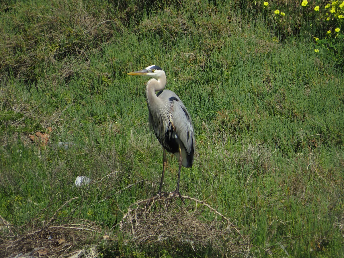 Great Blue Heron - ML616882053