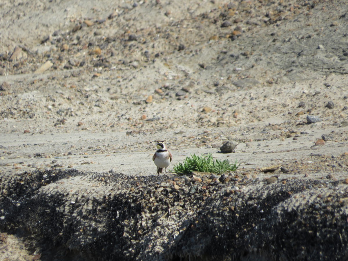Horned Lark - ML616882072