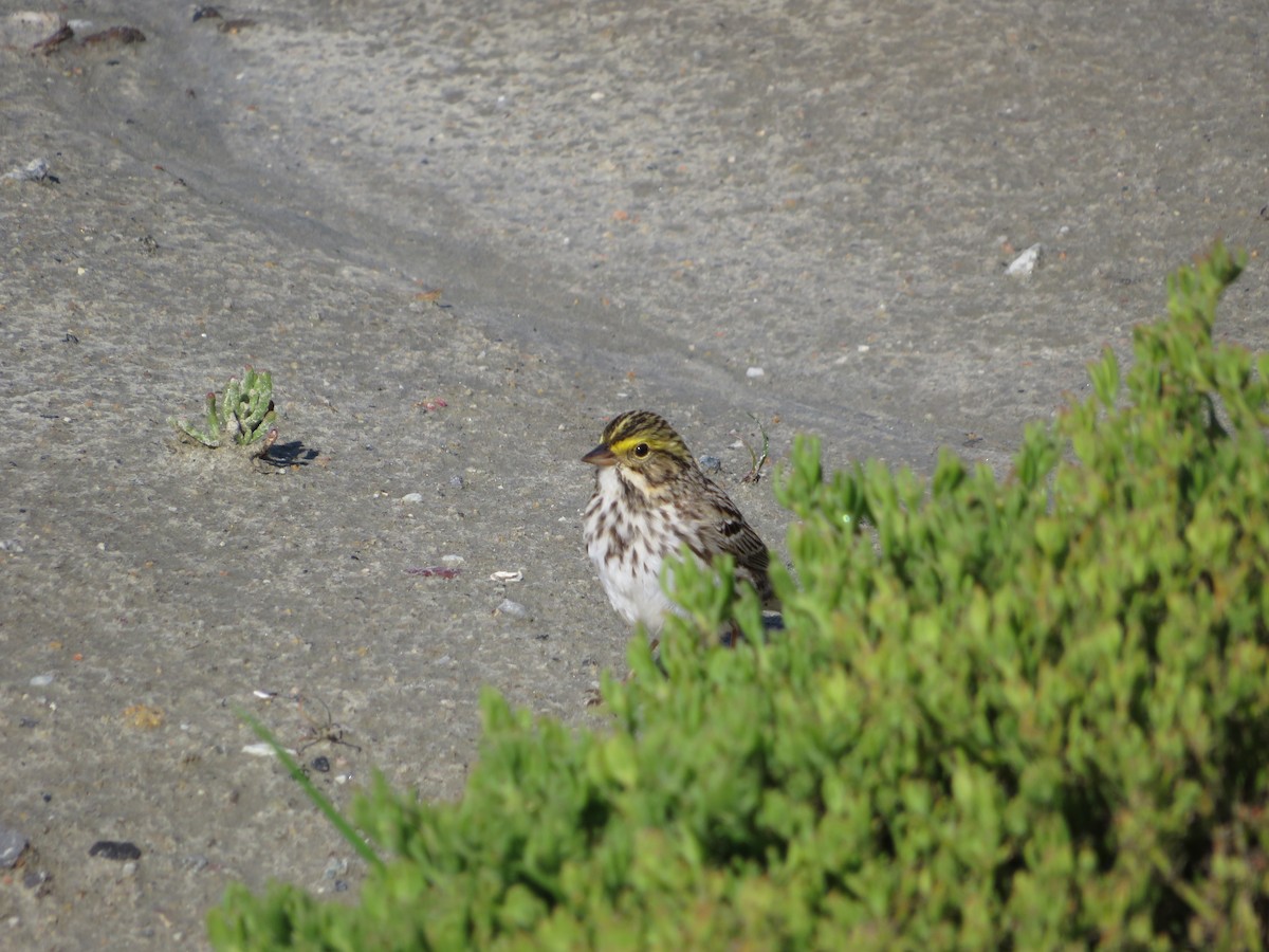 Savannah Sparrow - ML616882078