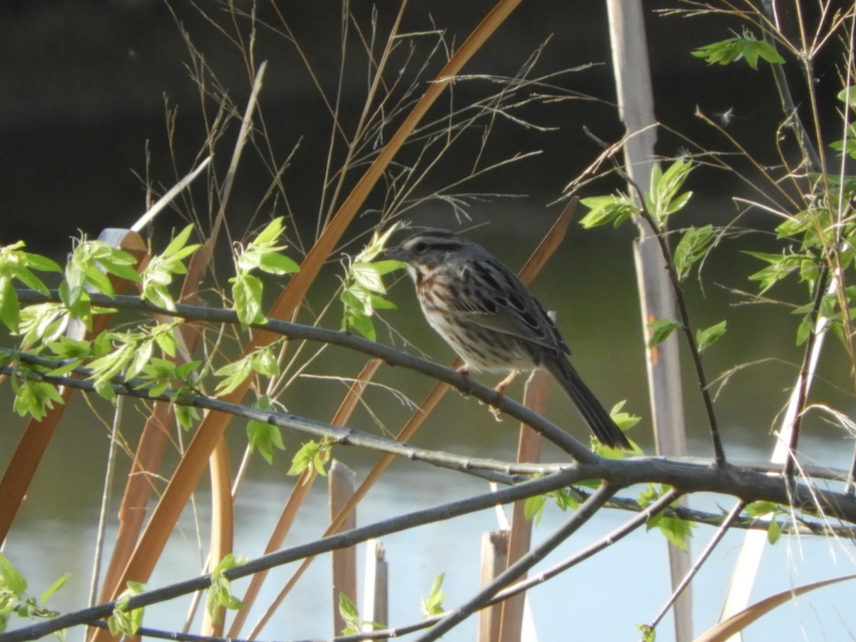 Song Sparrow - ML616882079