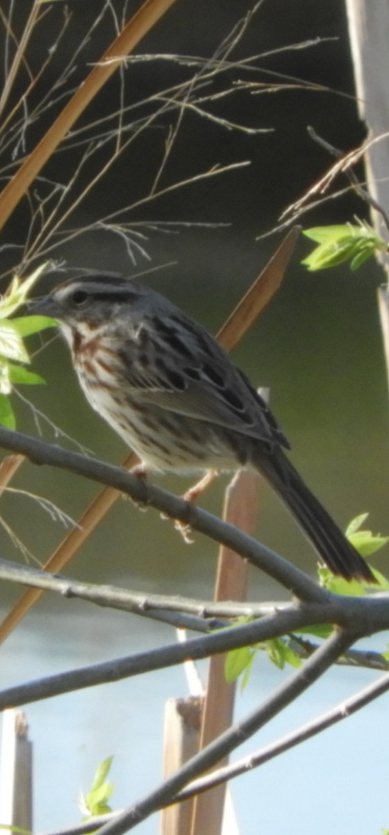 Song Sparrow - ML616882082