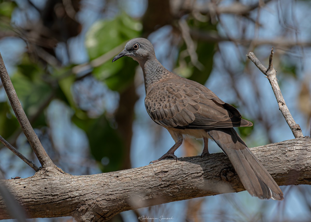 Spotted Dove (Eastern) - Sakkarin Sansuk