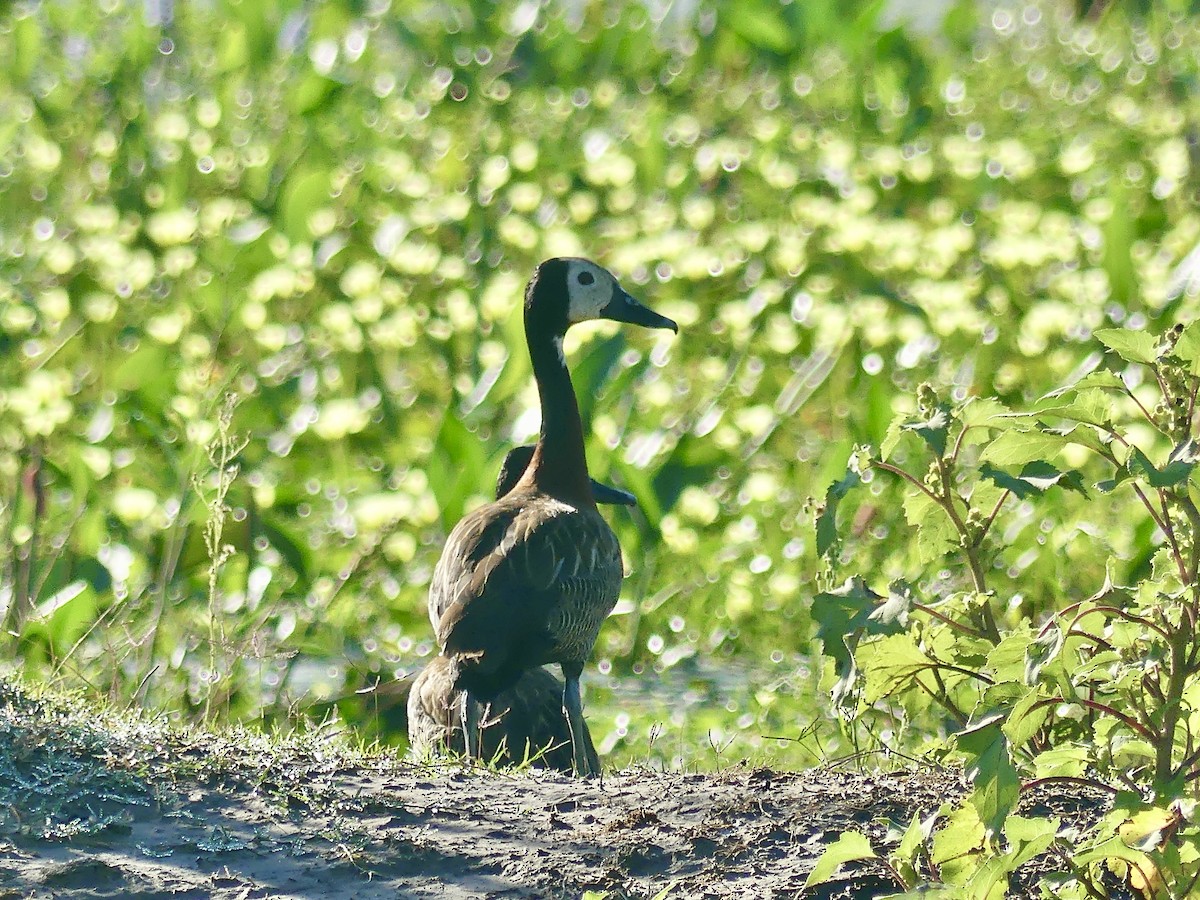 White-faced Whistling-Duck - ML616882101