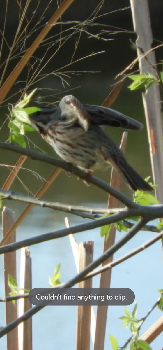 Song Sparrow - ML616882103