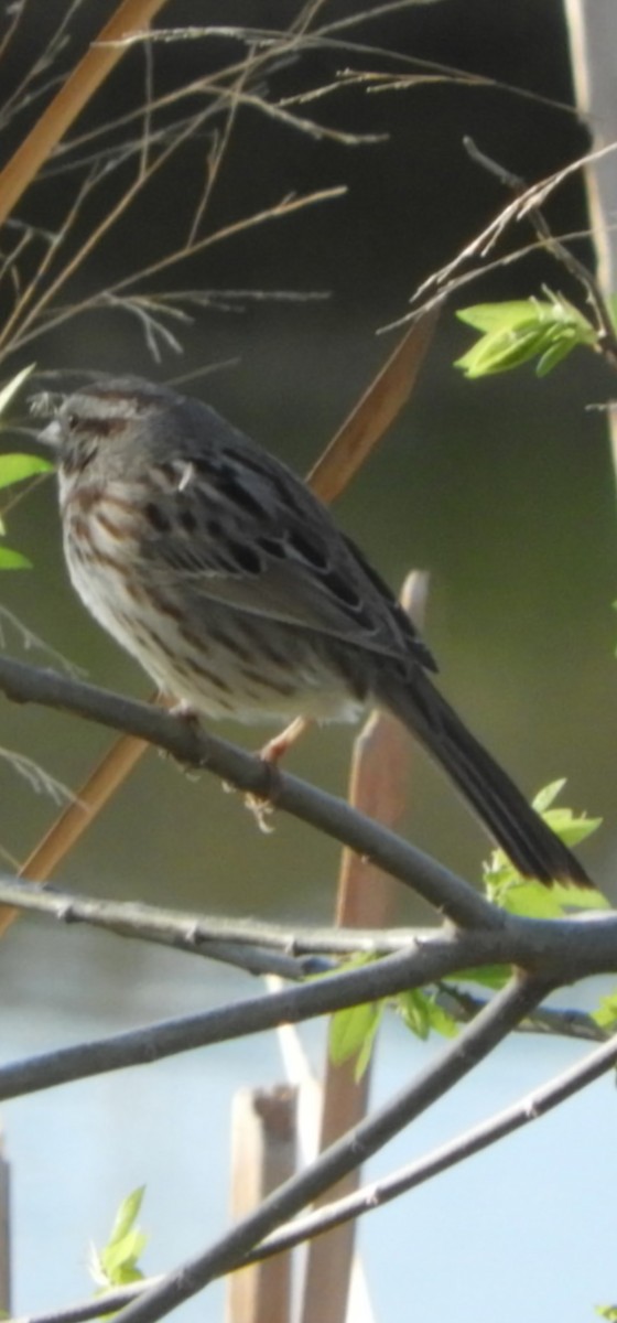 Song Sparrow - ML616882104