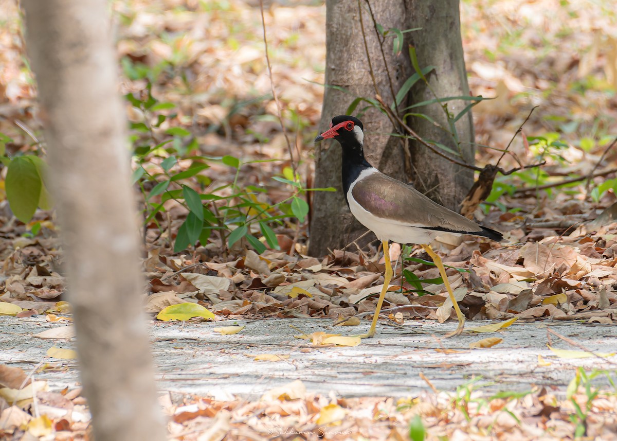 Red-wattled Lapwing - Sakkarin Sansuk