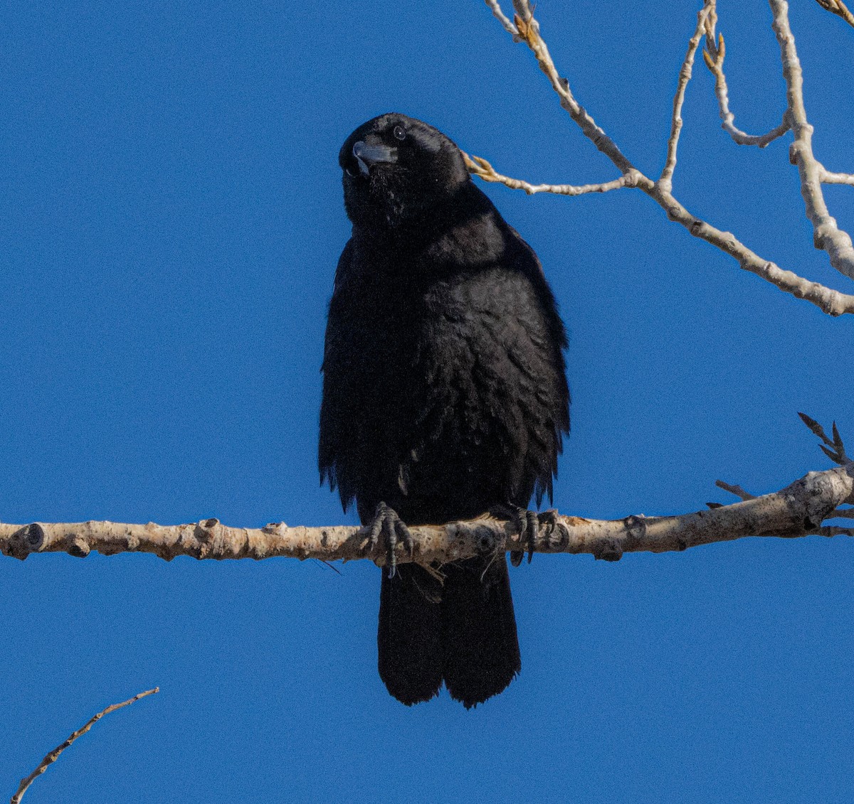 American Crow - ML616882149