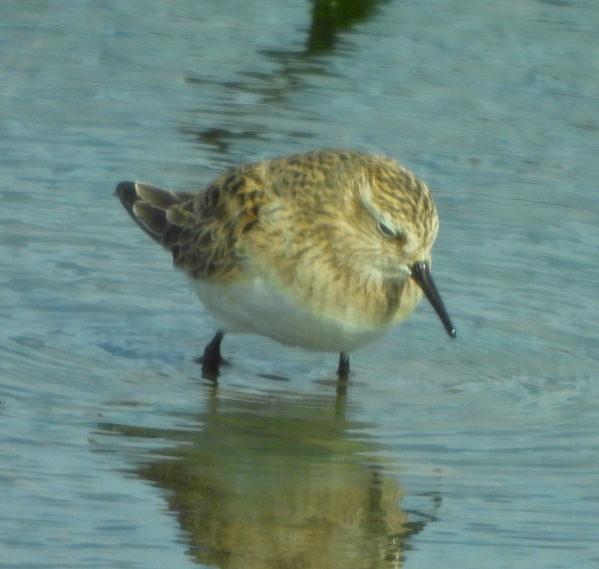 Baird's Sandpiper - Paul McKenzie