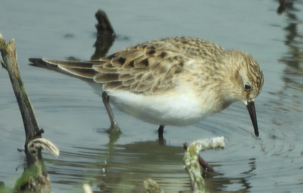 Baird's Sandpiper - ML616882156