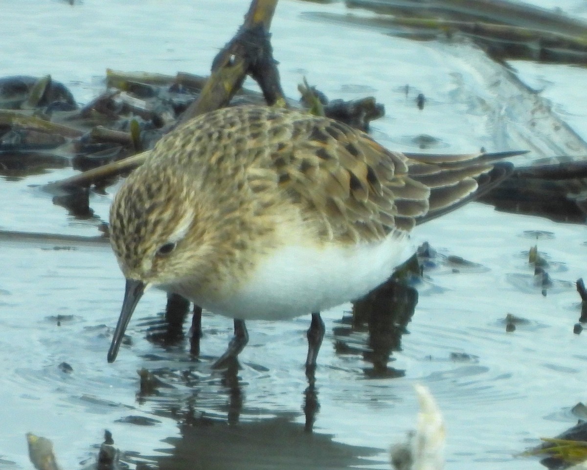 Baird's Sandpiper - Paul McKenzie