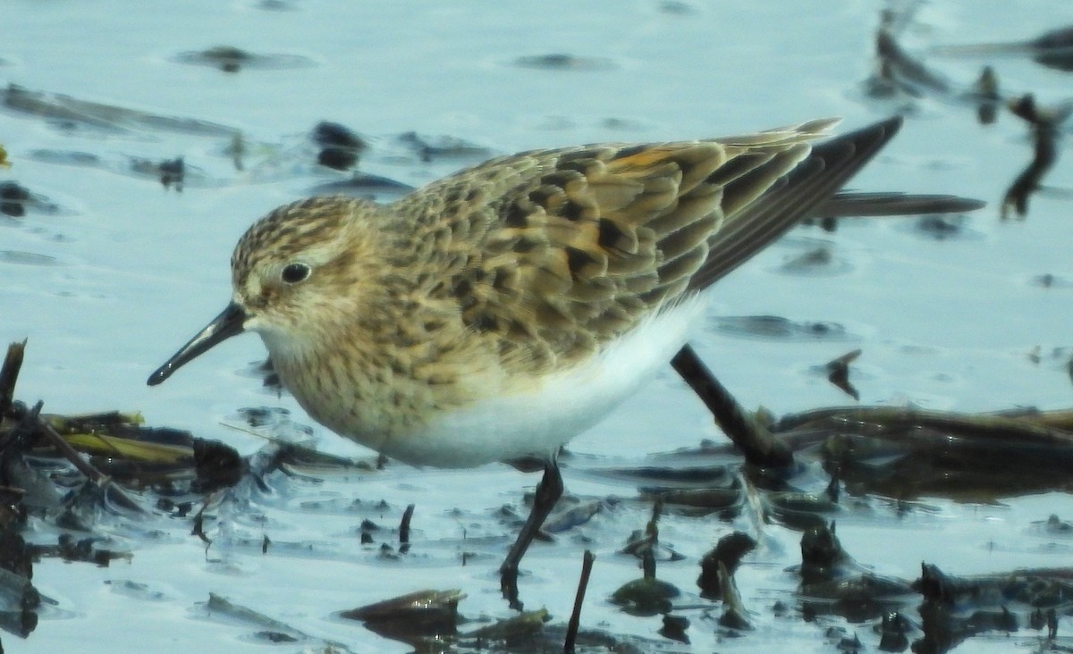 Baird's Sandpiper - Paul McKenzie