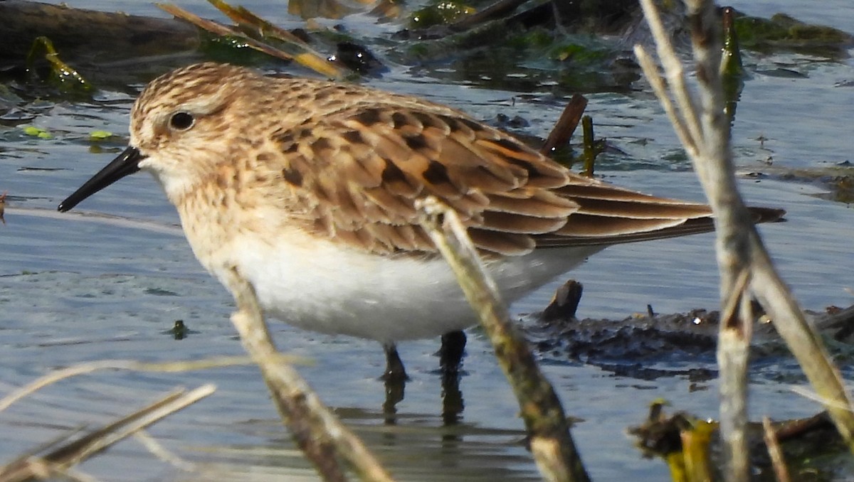 Baird's Sandpiper - Paul McKenzie