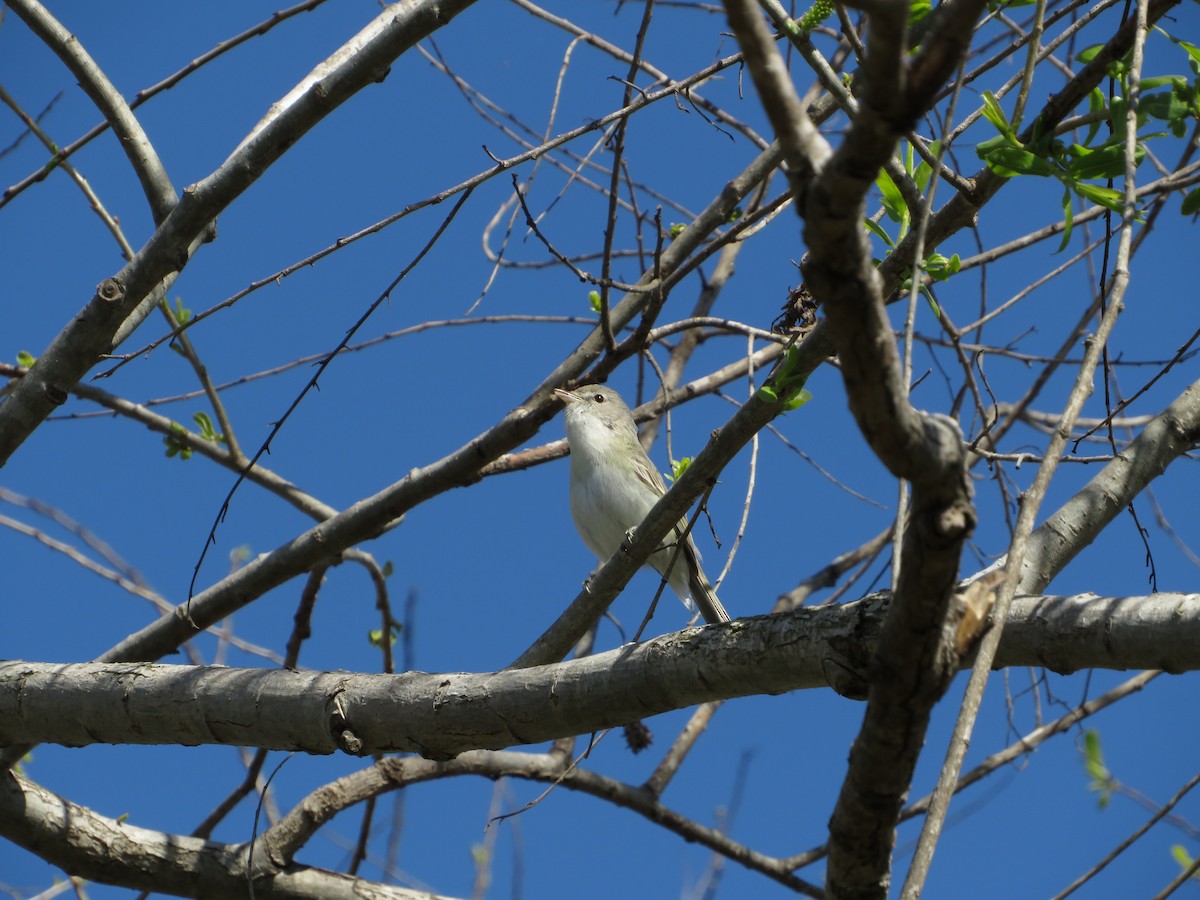 Bell's Vireo - Carmelito Guan