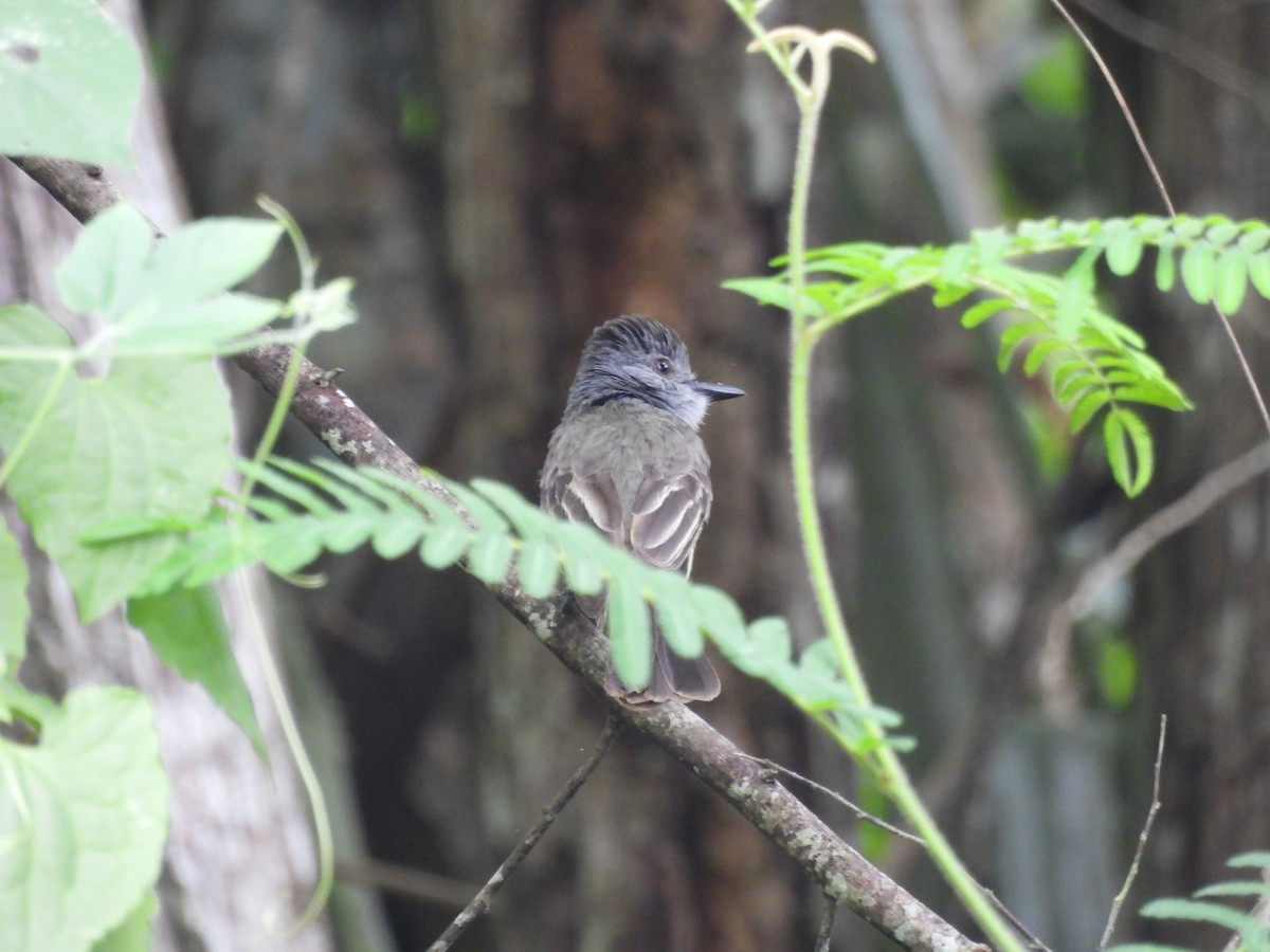 Sooty-crowned Flycatcher - Henry Estrella León