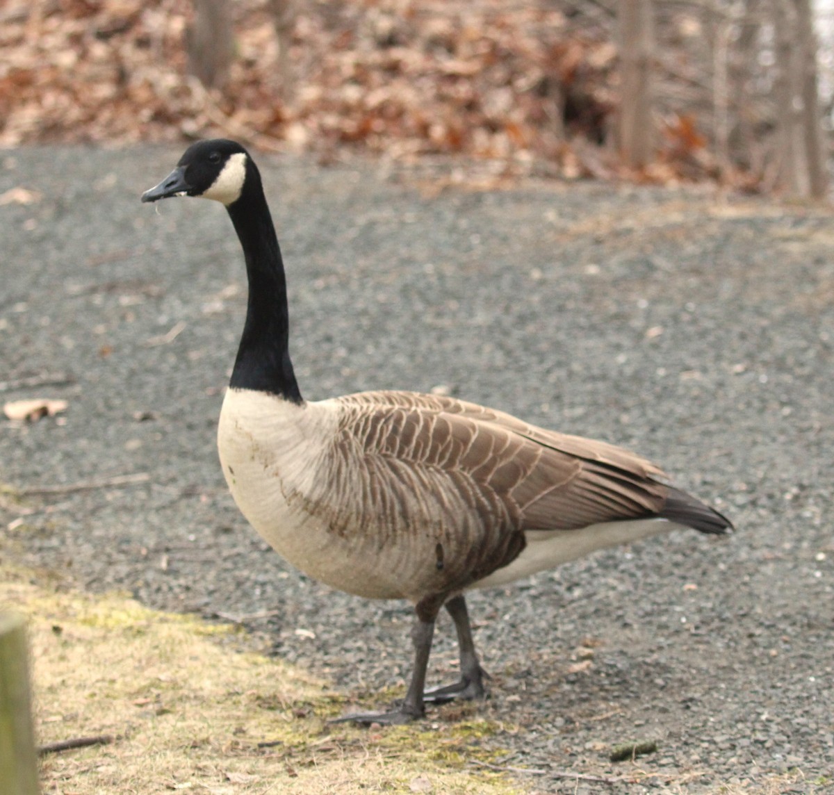 Canada Goose - ML616882214