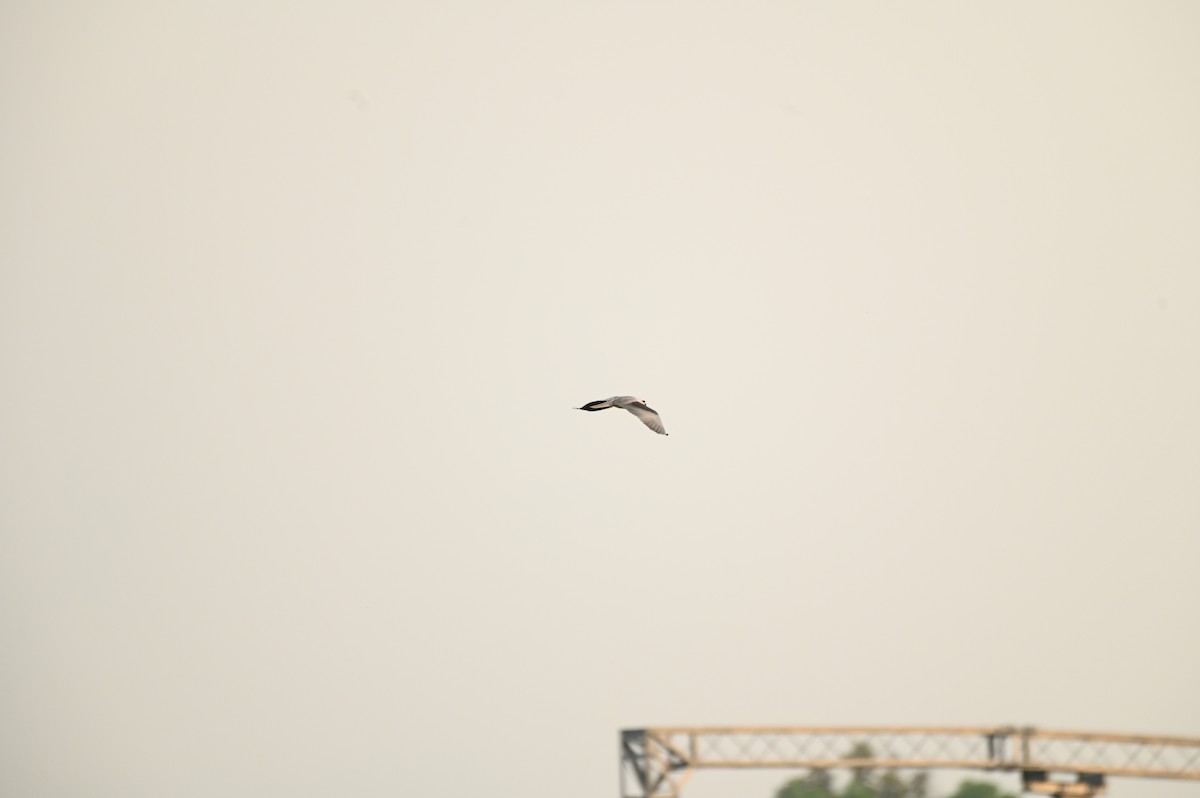 Black-winged Kite - ML616882241