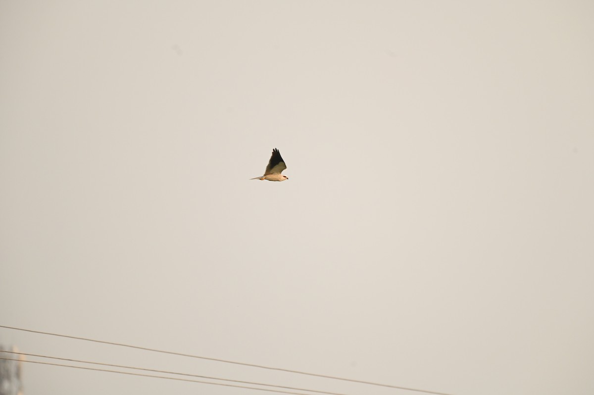 Black-winged Kite - ML616882242