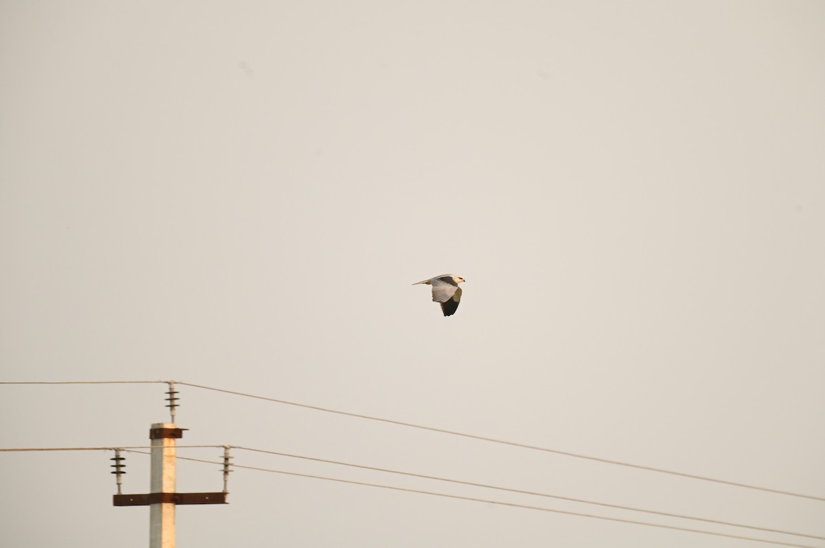 Black-winged Kite - ML616882243