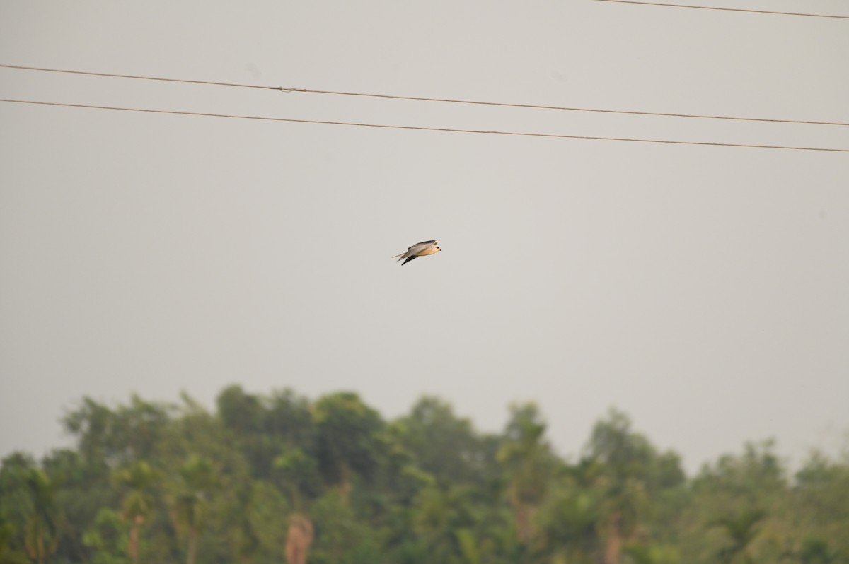Black-winged Kite - ML616882247