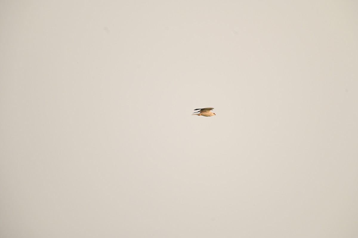 Black-winged Kite - ML616882249