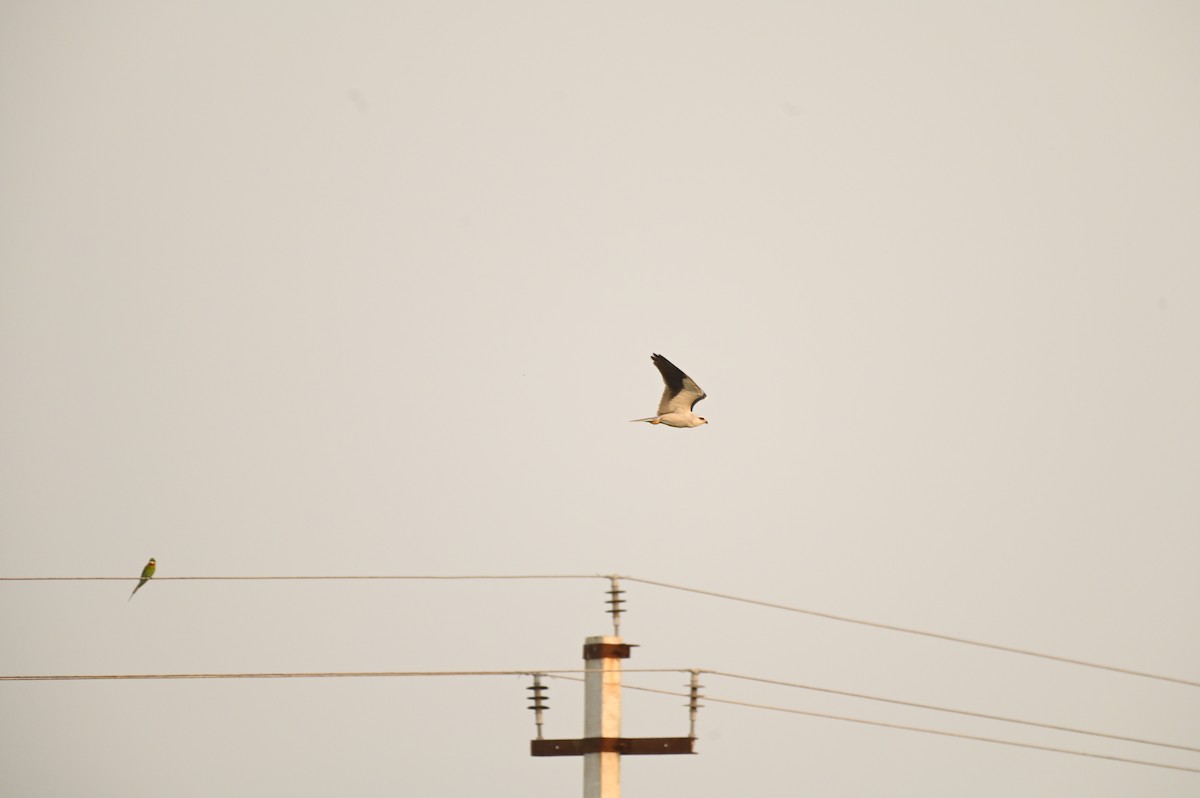 Black-winged Kite - ML616882250