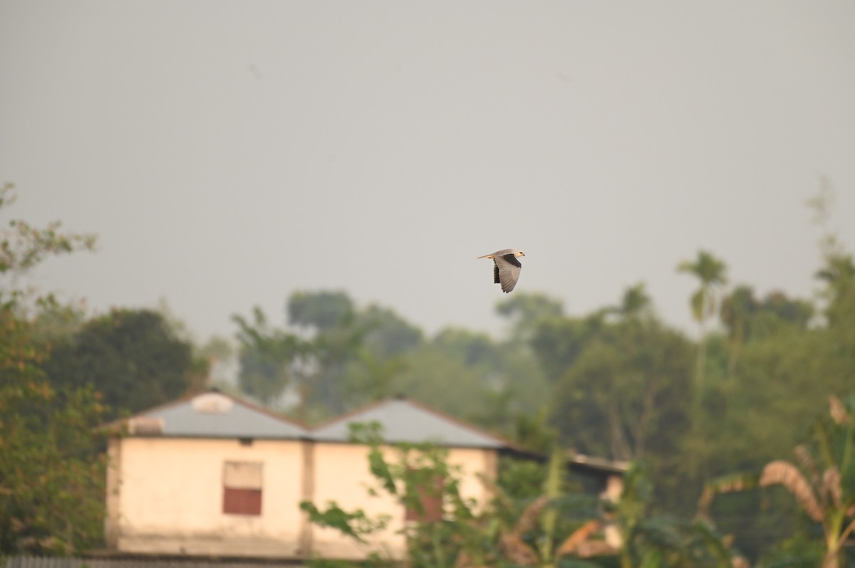 Black-winged Kite - ML616882252