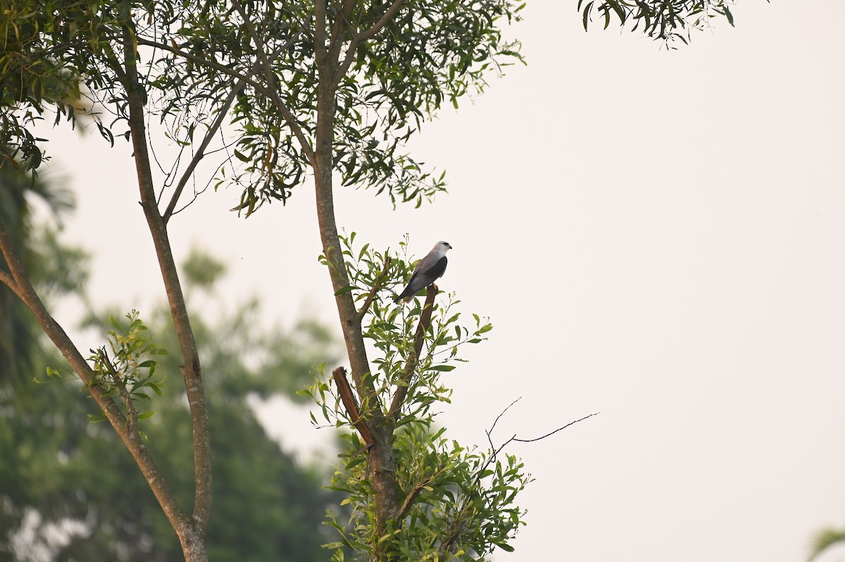 Black-winged Kite - ML616882262