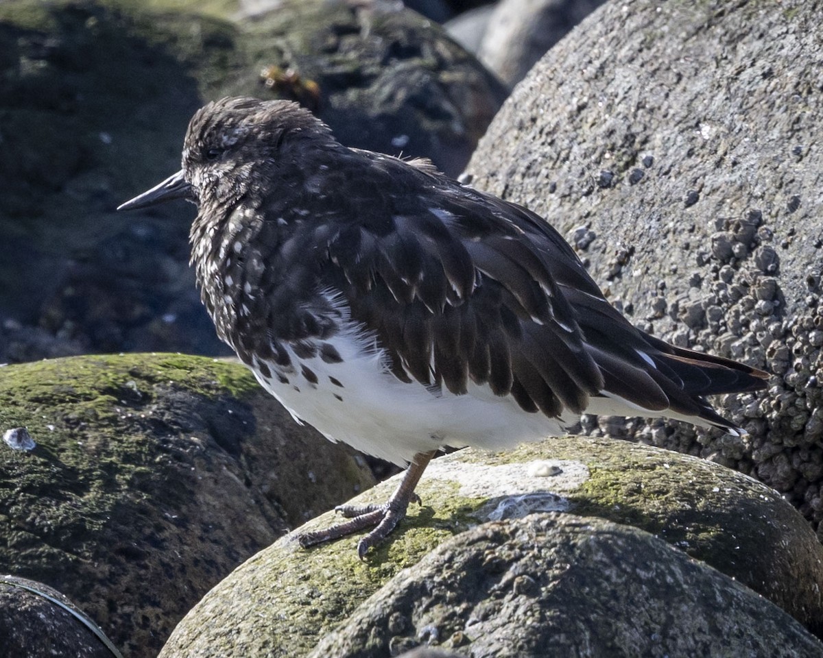 Black Turnstone - ML616882283