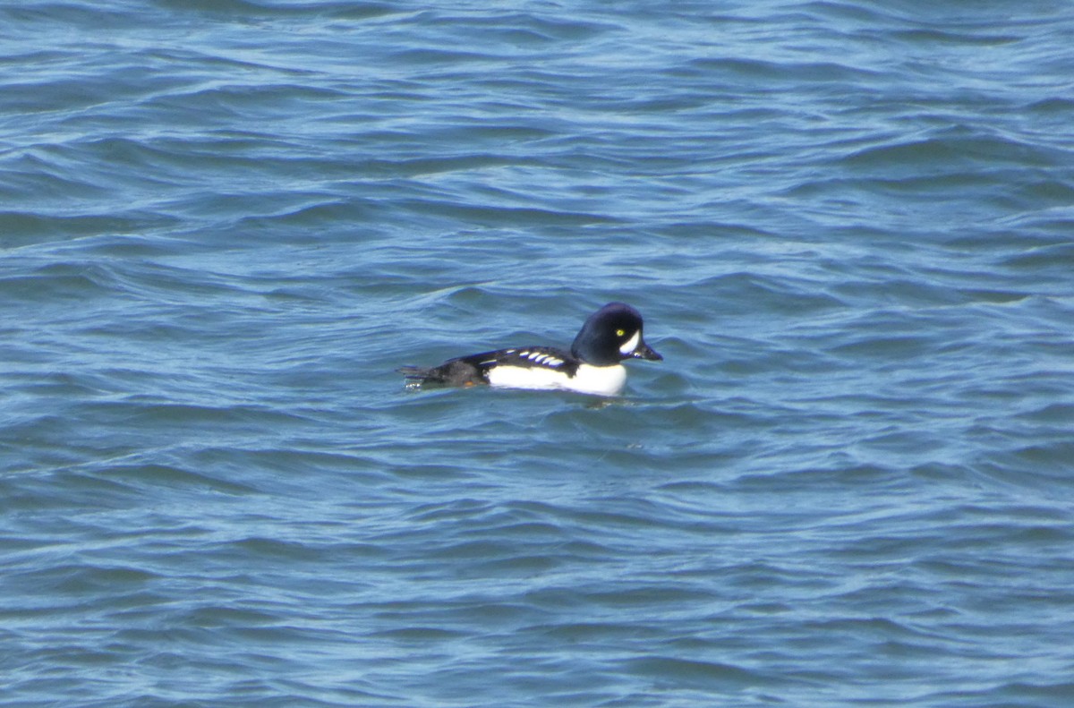 Barrow's Goldeneye - ML616882310