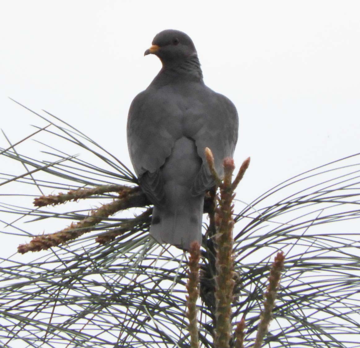 Band-tailed Pigeon - ML616882333