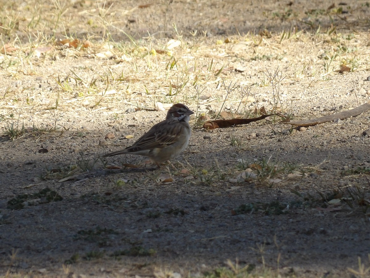 Lark Sparrow - Marcelo Gutierrez