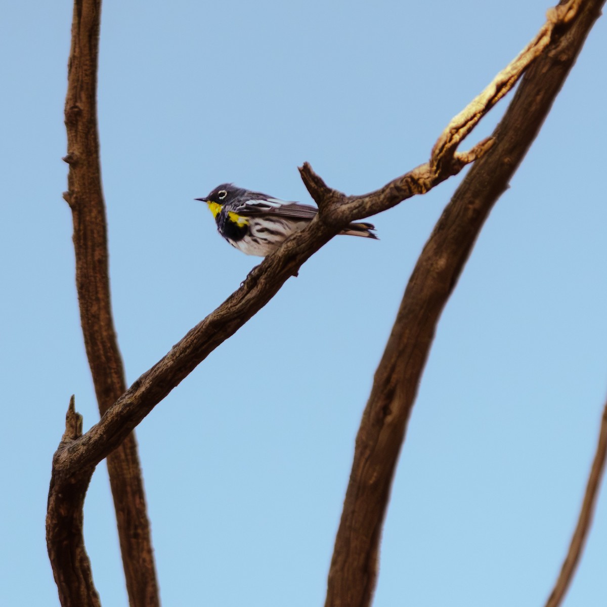 Yellow-rumped Warbler - Orlando Mielke