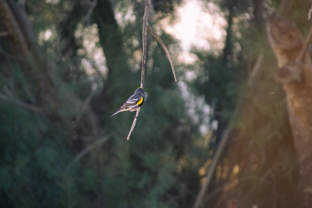 Yellow-rumped Warbler - Orlando Mielke