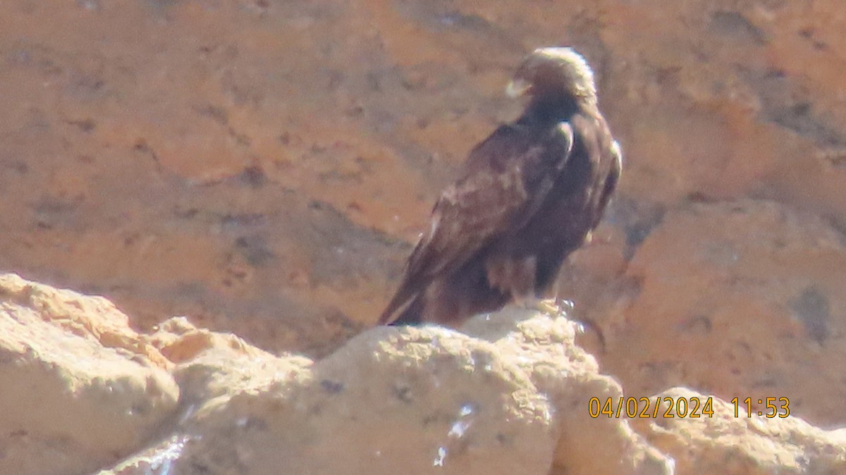 Bald Eagle - ML616882447