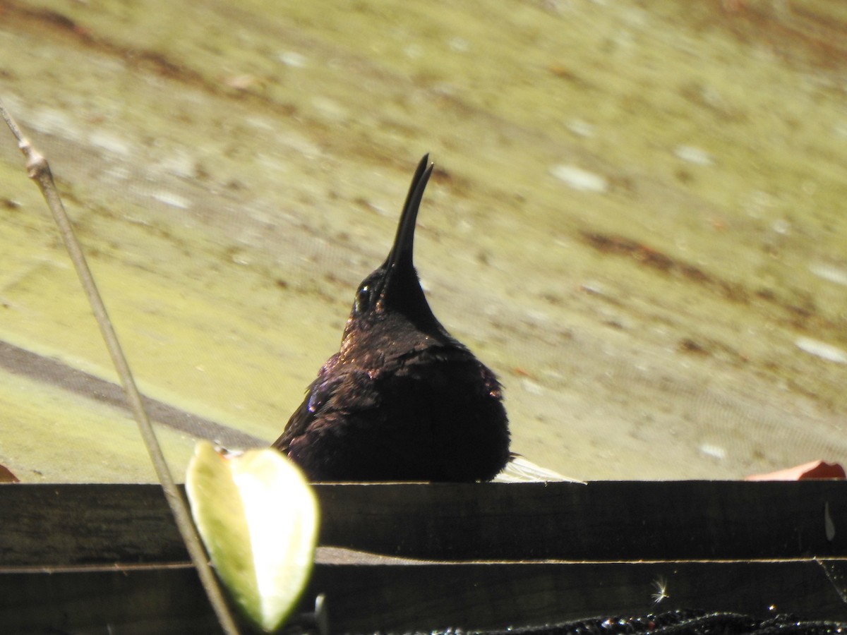 kolibřík fialkový - ML616882472