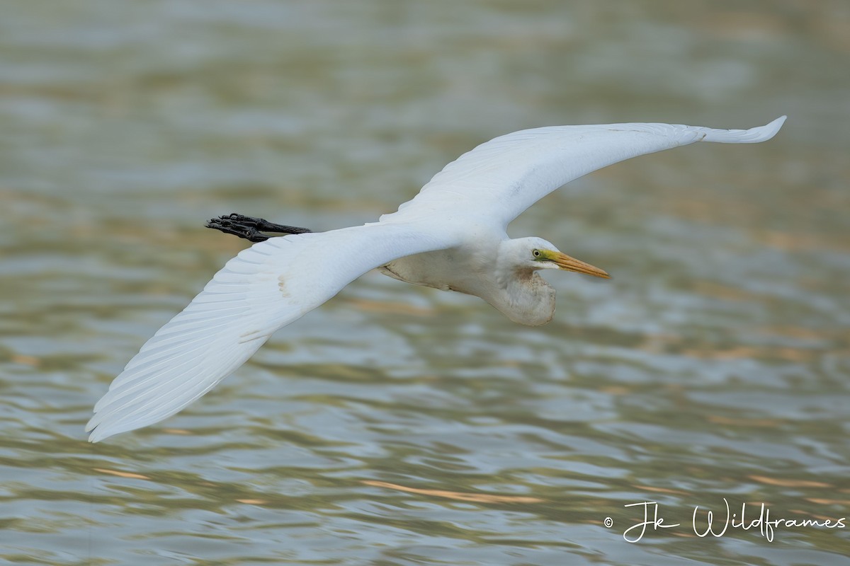 Great Egret (modesta) - JK Malkoha