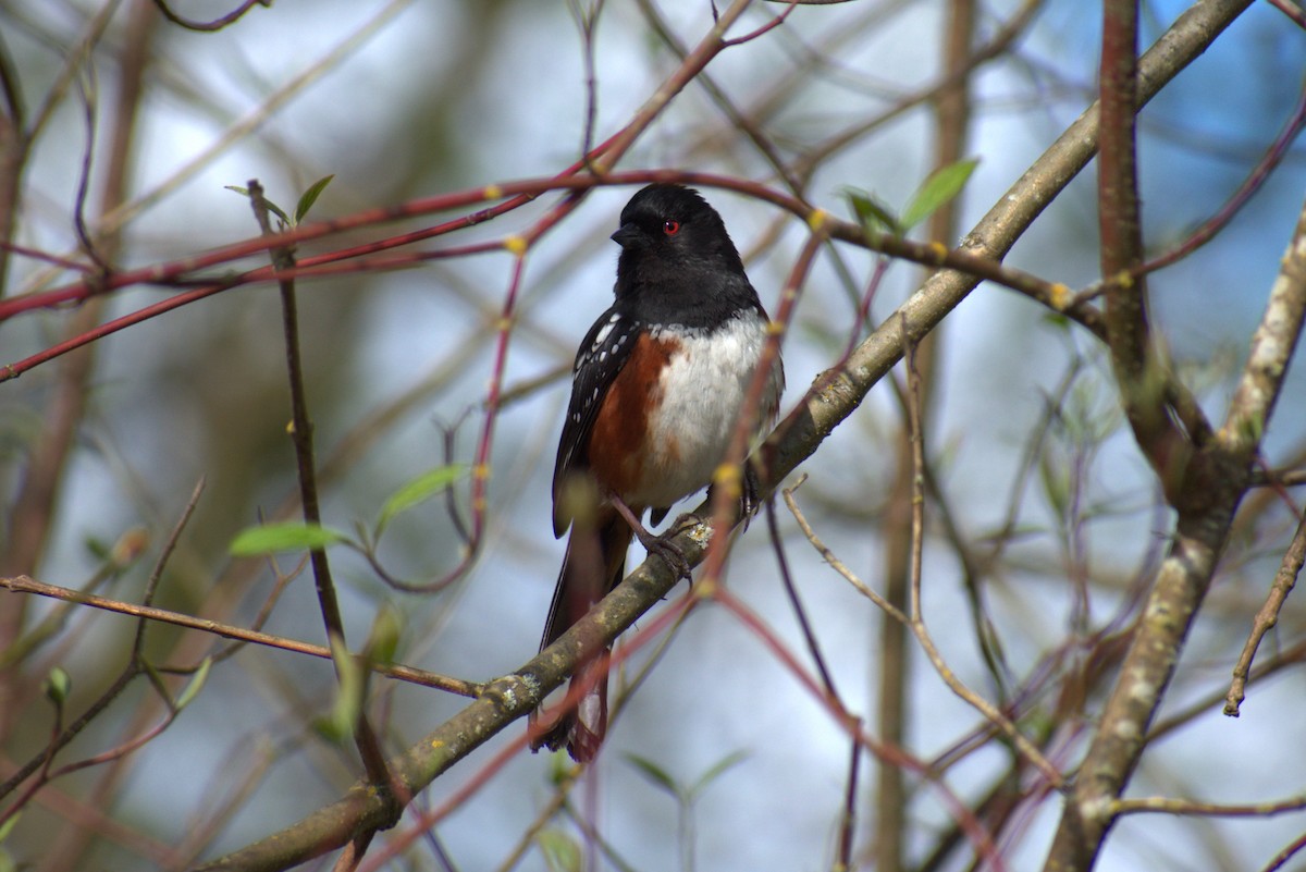 Spotted Towhee - ML616882512