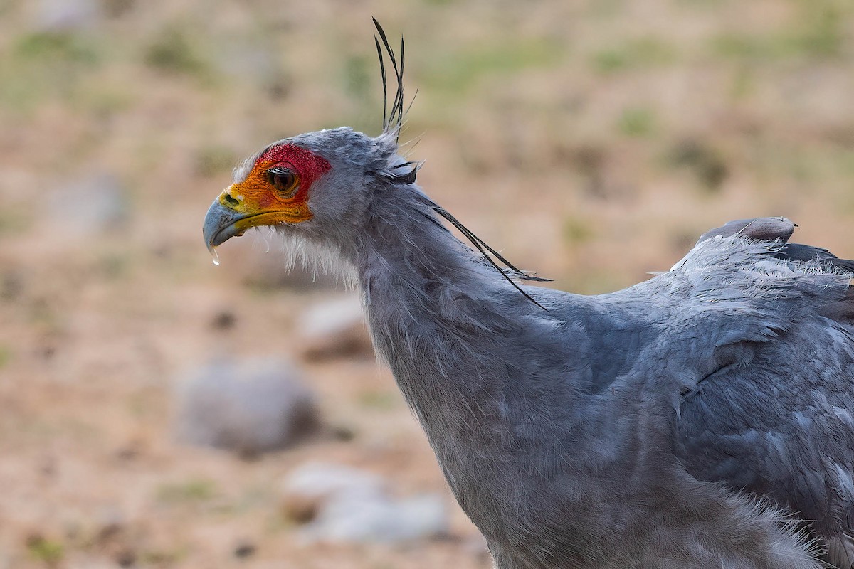 Secretarybird - Terence Alexander