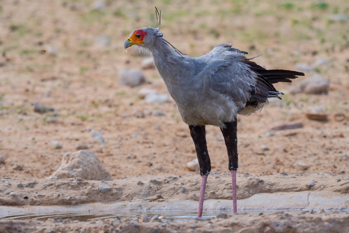 Secretarybird - Terence Alexander