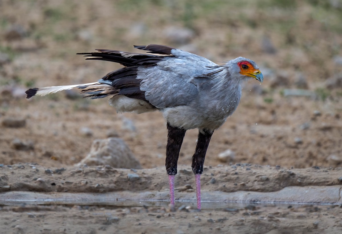 Secretarybird - ML616882520