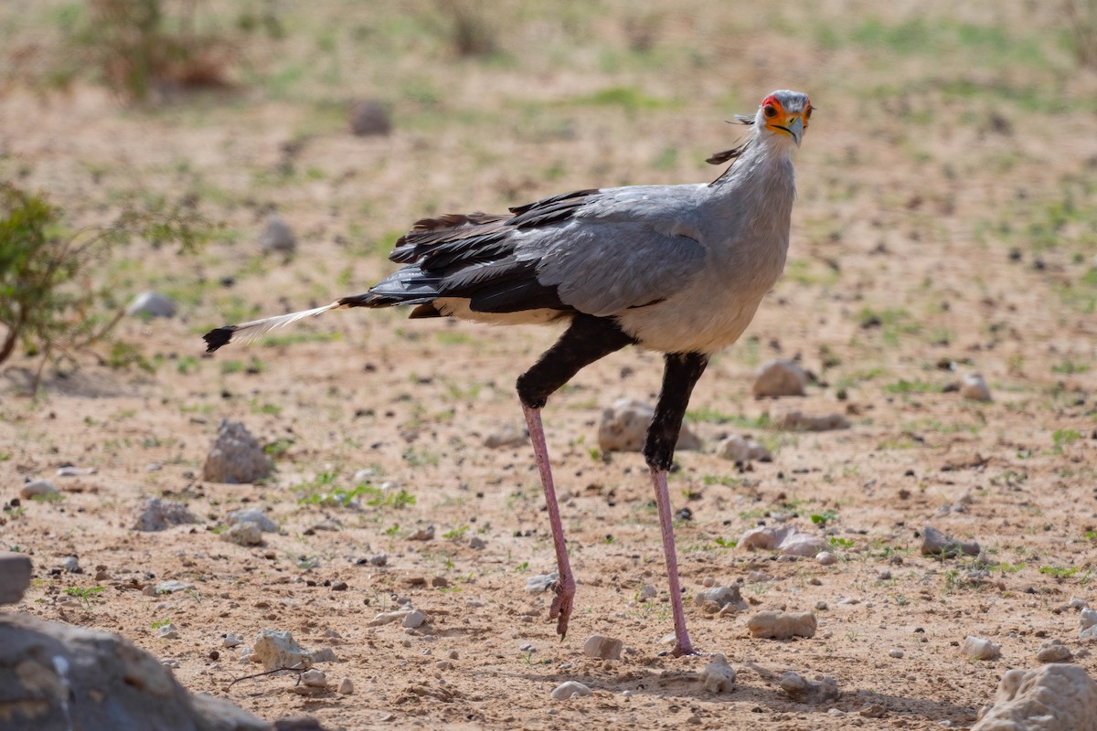 Secretarybird - Terence Alexander